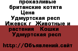 проказливые британские котята › Цена ­ 2 000 - Удмуртская респ., Ижевск г. Животные и растения » Кошки   . Удмуртская респ.